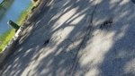 Shadow Tree Sky Wood Sunlight